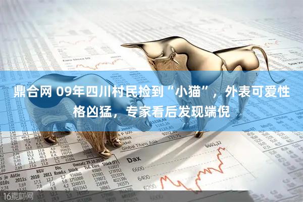 鼎合网 09年四川村民捡到“小猫”，外表可爱性格凶猛，专家看后发现端倪